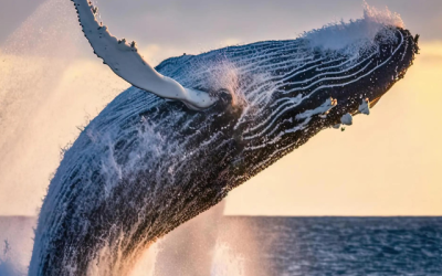 Unleashing the Power of AI in Wildlife Observation