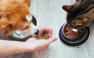 Exploring Sustainable Pet Diets: Insects as a Viable Option