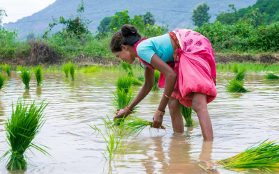 AI Startup Brings Smart Solutions to Rice Farmers Facing Climate Challenges